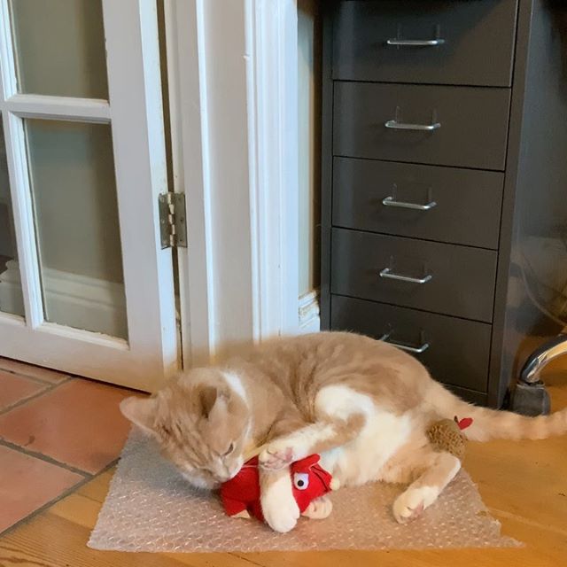 Something a little different to share today- Georgie caught on camera this afternoon enjoying herself. We left a small piece of bubble wrap on the floor whilst doing some packing and it’s now her play mat! This is Roland (as we’ve named him) getting some affection ...#catshavemorefun #catnip #catsofinstagram #home #georgiecat #thelittlestginger #happycat