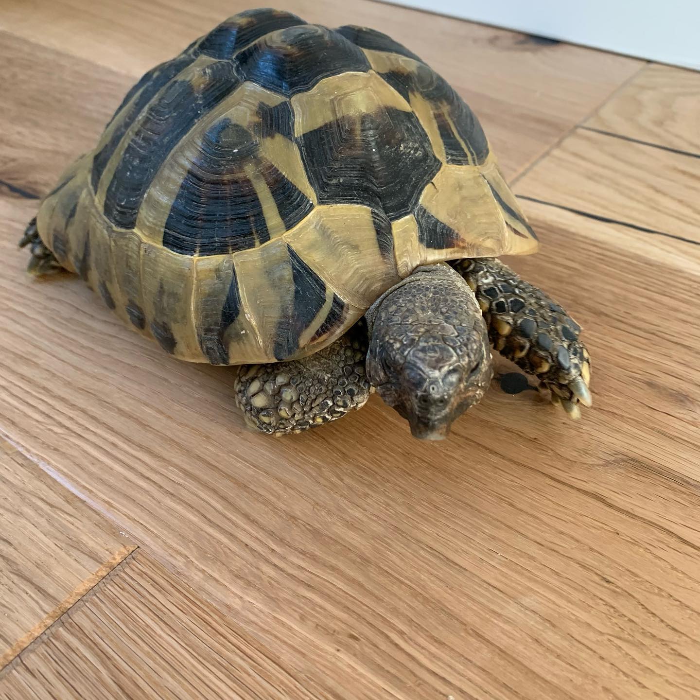 Admiring this beautiful oak floor with Scoot the Tortoise